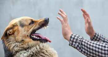 Image for Ohio Dangerous Dog Laws: Why Victims Need Better Legal Representation post